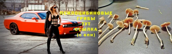PSILOCYBIN Армянск