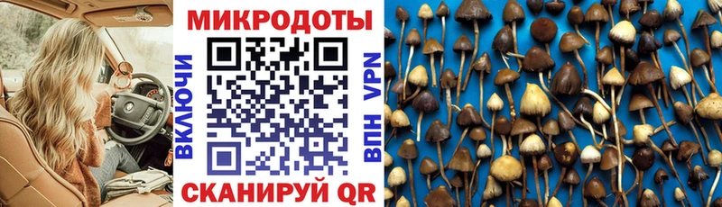 Псилоцибиновые грибы Cubensis Дегтярск